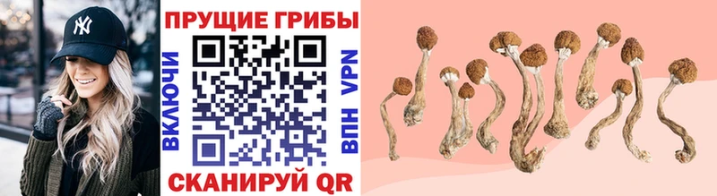 магазин продажи   omg как зайти  Псилоцибиновые грибы Magic Shrooms  Колпашево 